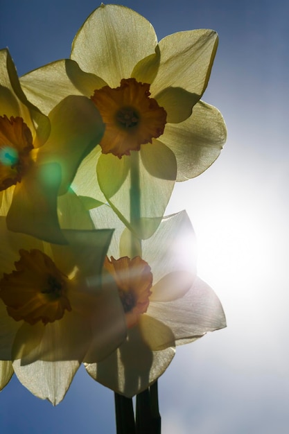 Narcisos amarillos en verano, cerrar