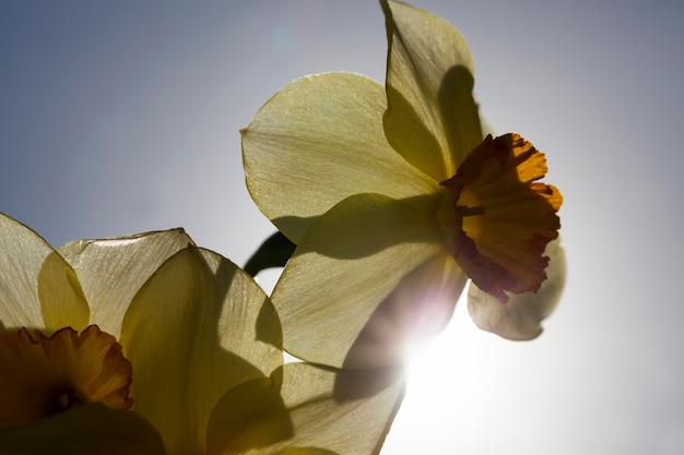 Narcisos amarillos en verano, cerrar