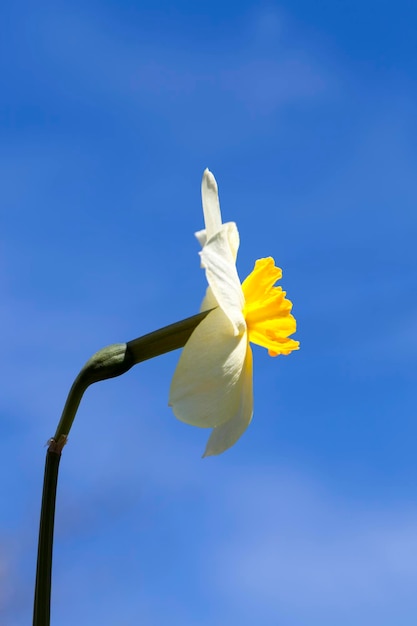 Narcisos amarillos en verano, hermosas flores amarillas de narciso en la naturaleza en la luz del sol