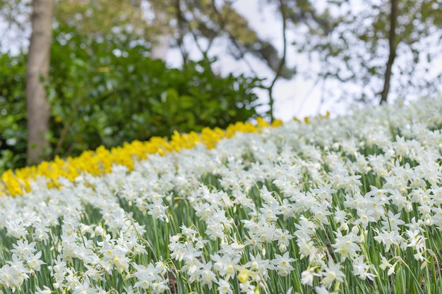 Narcisos blancos y amarillos florecientes también conocidos como junquillos y narcisos en un fondo borroso del parque