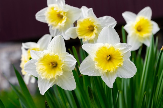 Narcisos blancos en el jardín. Narcisos en flor. Flores de primavera