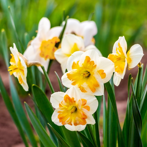 Narcisos blancos con un medio naranja en un jardín de flores