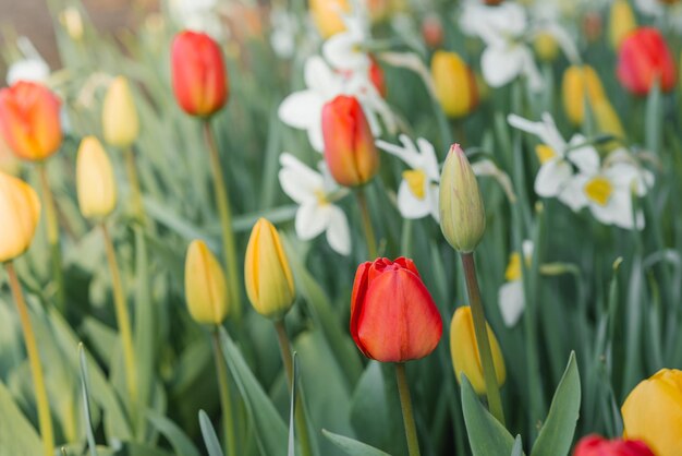 Los narcisos blancos de los tulipanes rojos y amarillos florecen en el jardín en primavera