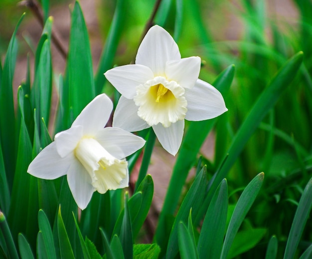 Narcisos brancos em um jardim de flores na primavera foco seletivo