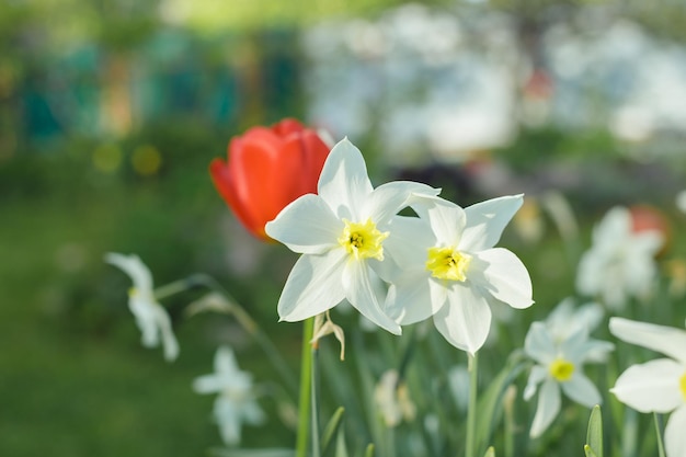 Narcisos brancos no jardim em um dia ensolaradoFlores brancas de narciso florescendo no jardim ensolarado da primavera