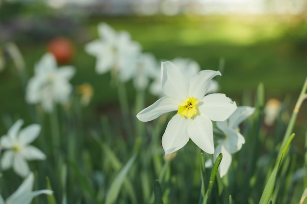 Narcisos brancos no jardim em um dia ensolaradoFlores brancas de narciso florescendo no jardim ensolarado da primavera