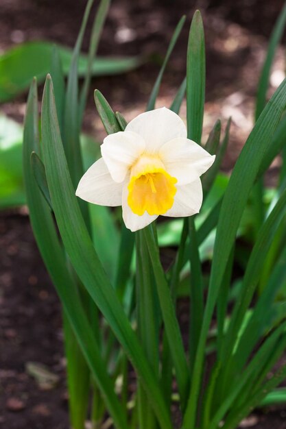 narcisos brancos