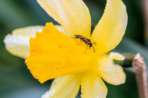 Narcisos de Cyclamineus bonitos do verão