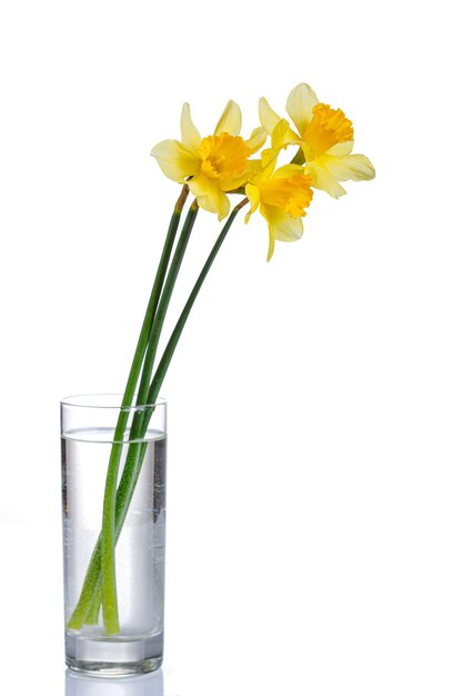 narcisos de lindas flores amarelas em um vaso em um fundo branco transparente closeup