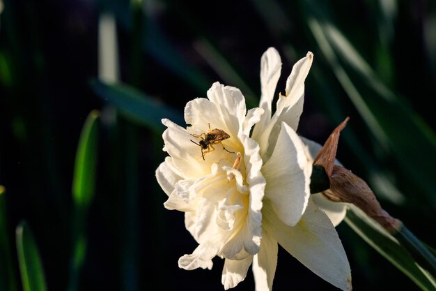 Narcisos de terry lindos de verão com abelha