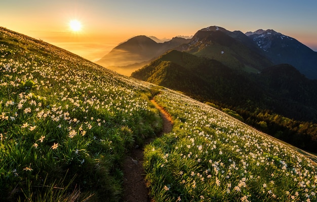 Narcisos em Mala Golica