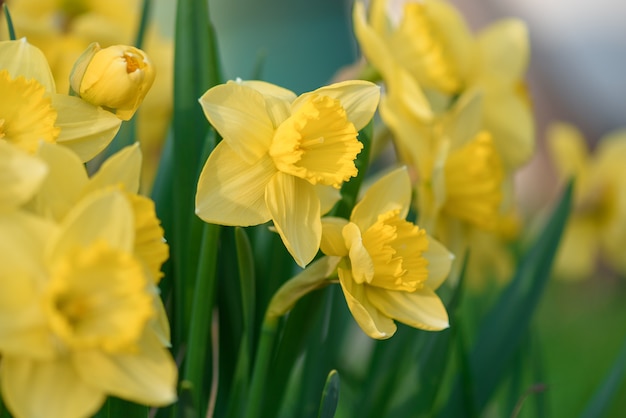 Narcisos em plena floração na primavera Páscoa