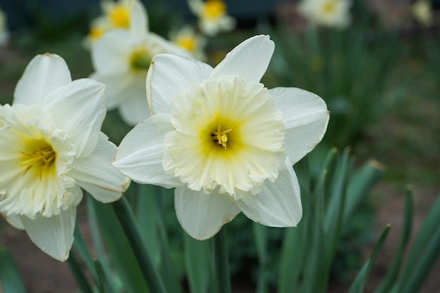 Narcisos em um jardim ensolarado de primavera closeup flor de narciso