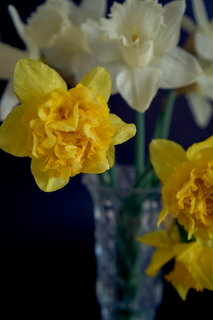 narcisos em um vaso de cristal sobre um fundo preto