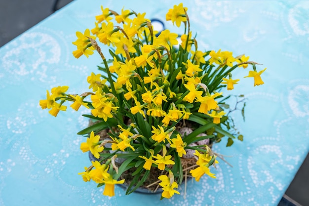 Narcisos em uma panela grande e ovos para a Páscoa