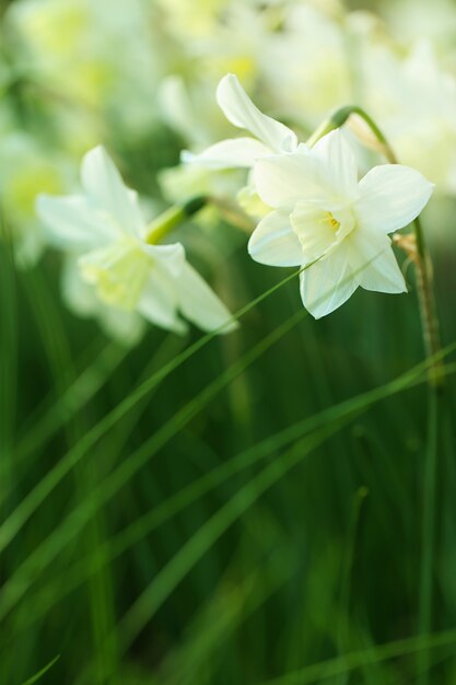 Narcisos en flor de fondo en colores fríos.