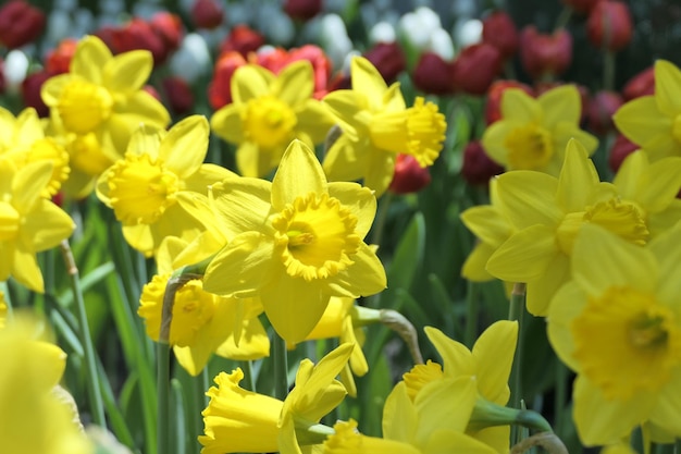 Foto narcisos en flor o narcisos amarillos en un jardín de primavera