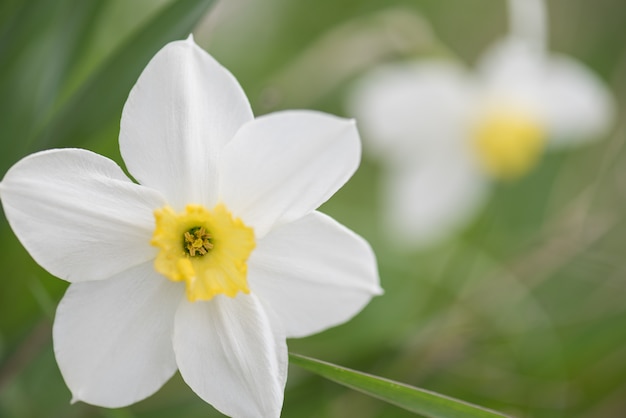 Foto narcisos en flor en primavera