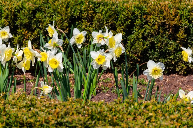 Los narcisos florecen en un jardín El hermoso narciso en el lecho de flores