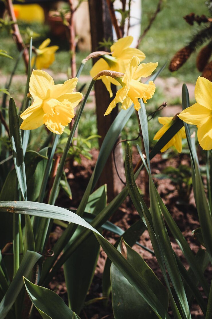 Narcisos florecientes día soleado de primavera