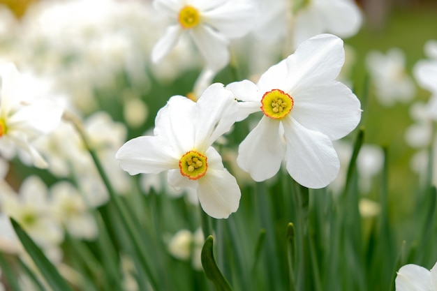 Narcisos florecientes en el jardín en la primavera.