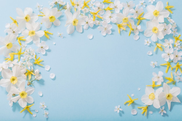 Narcisos y flores de cerezo sobre fondo azul de fondo