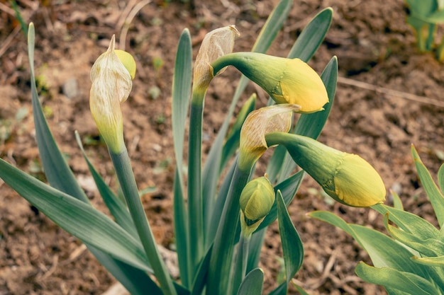 Los narcisos de flores de primavera amarillas están listos para florecer