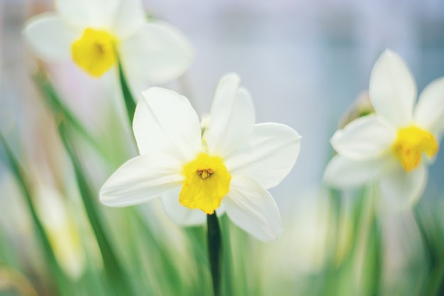 Narcisos florescendo na primavera. Foco seletivo.