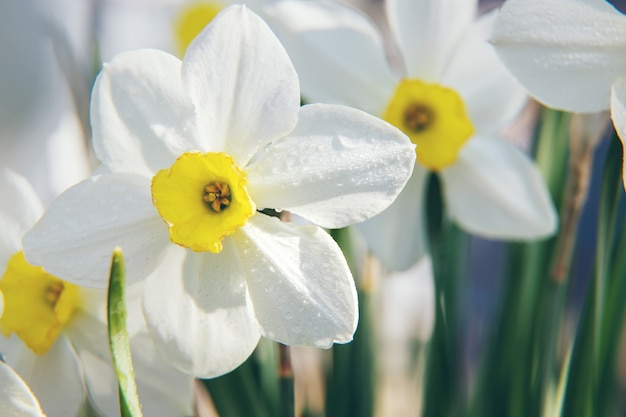 Narcisos florescendo na primavera. Foco seletivo.