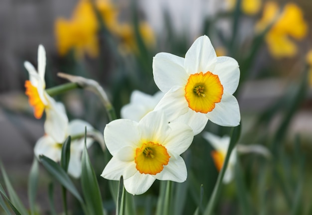 Narcisos florescendo no jardim