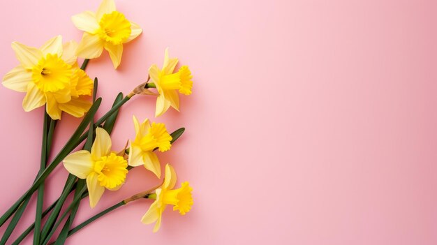 narcisos en un fondo rosa con espacio para el texto