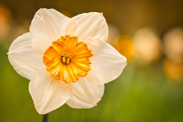 Narcisos con hermoso bokeh