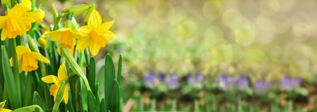 Narcisos en jardín