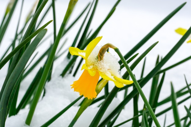 Narcisos na neve