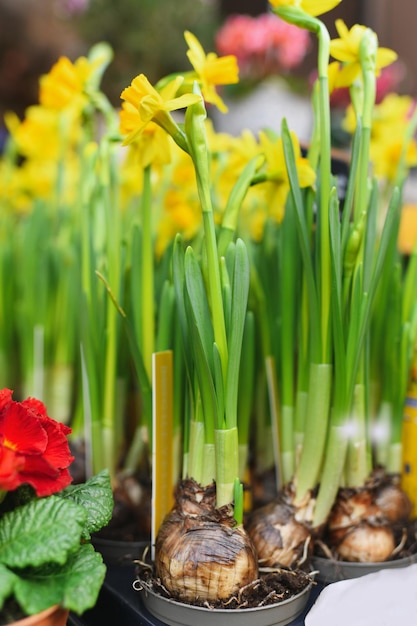 Narcisos nos potes para a Páscoa