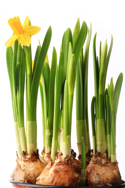 Narcisos en una olla con bulbo aislado sobre fondo blanco flores de primavera