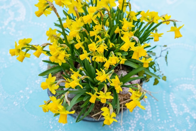 Narcisos en una olla grande y huevos para Pascua