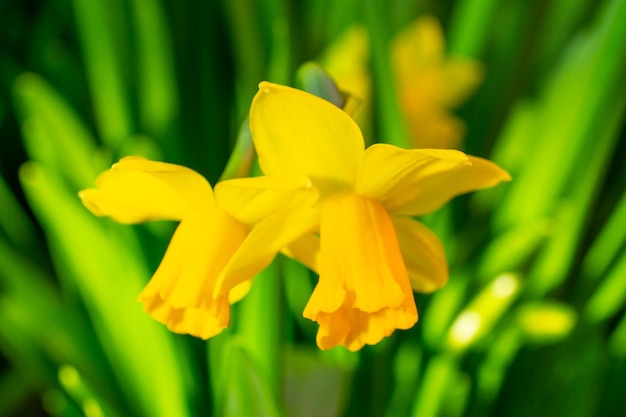 Narcisos con pétalos amarillos