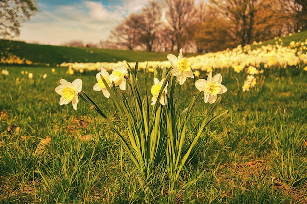 Narcisos en el prado en primavera Planta disparada desde el parque