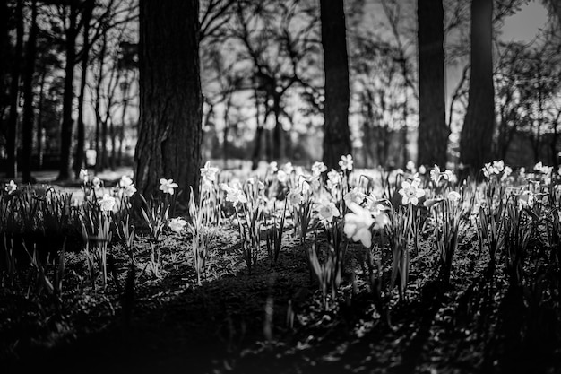 Narcisos pretos e brancos com luz do sol primavera jardim da natureza turva paisagem de campo florestal