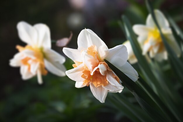 Narcisos que florecen en el jardín