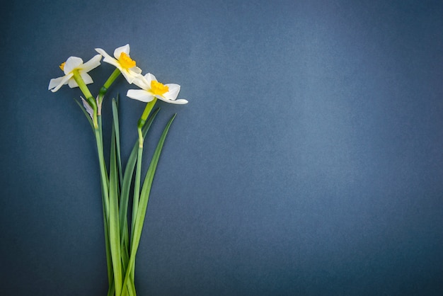 Narcisos sobre um fundo cinza azul