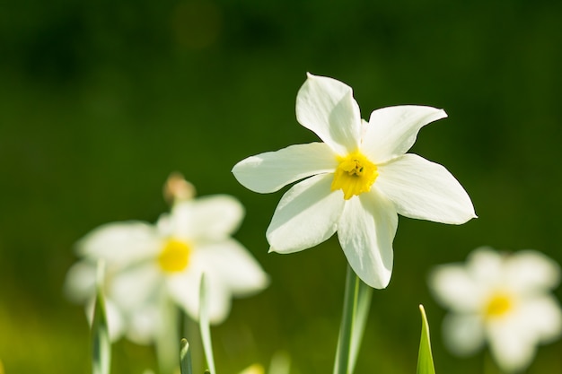 narcisos en sol contra el cielo azul de fondo de primavera.