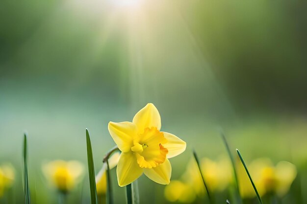 Foto narcisos en el sol de la mañana