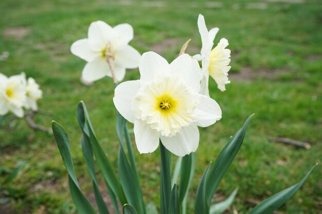 Narcisos en un soleado jardín de primavera flor de narciso de primer plano