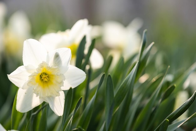 Narcisos en un soleado jardín de primavera