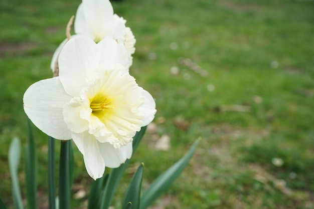 Narcisos en un soleado jardín primaveral espacio para texto flor de narciso de primer plano