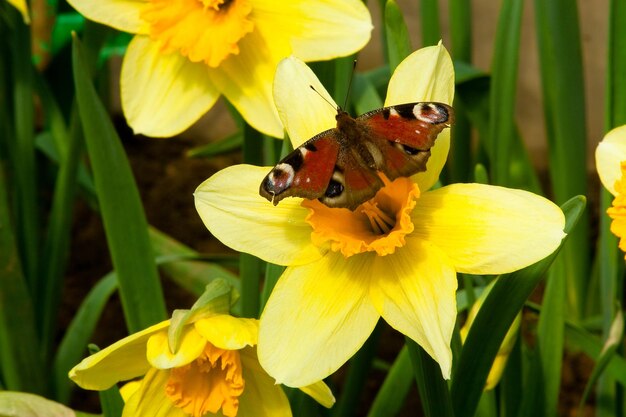 Narcisos