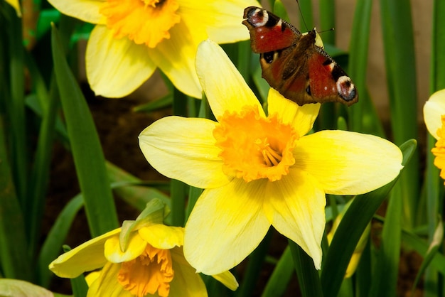 Narcisos