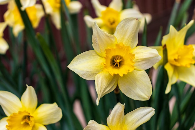 Narcissus Gelbe Narzissensorte mit großem Kelch